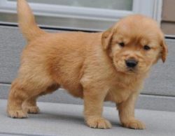 Adorable male and a female Golden Retriever puppies
