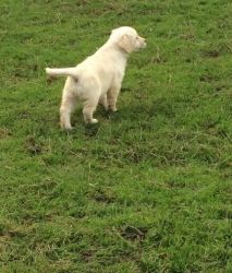 Fantastic Golden Retriever puppies available for sale