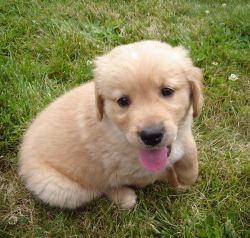 Afectionate Golden Retriever Puppies for Free