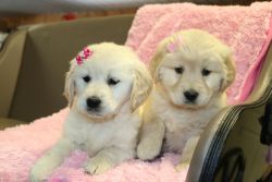 Male and Female Golden Retriever puppies