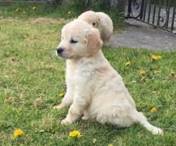 Outstanding golden retriever puppies now ready for sale