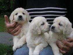 Intelligent Golden Retriever Puppies For Adoption