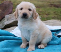 AKC Male and female Golden Retriever puppies.