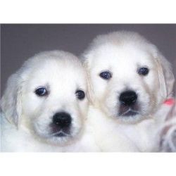 Good looking male and female Golden retriever puppies $400.00