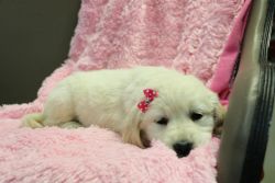 English Golden Retriever puppies for sale