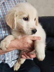 Golden Retriever Puppies Kennel Club Registered