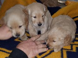 AKC golden retriever puppies