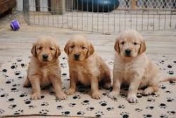 Golden Retriever pups, 4 weeks