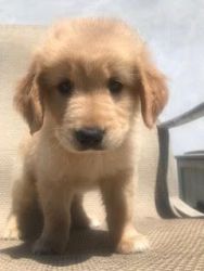 Golden Retriever Puppies Need Homes