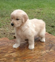 Akc Golden Retriever Puppies for sale