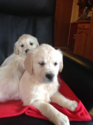 Beautiful Labrador X Golden Retriever Puppies