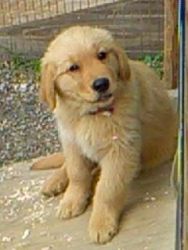 Akc golden retriever male pup