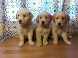 AKC registered Golden retriever puppies available now!!