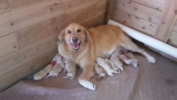 AKC registered golden retriever puppies