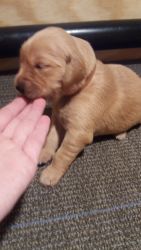 Golden Retriever puppies $1100