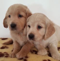 Two Adorable Golden Retriever pups available