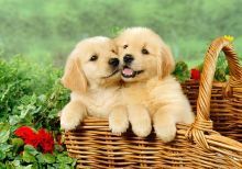 Golden Retrievers Puppies for Adoption