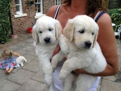 Golden Retrievers Puppies for Adoption