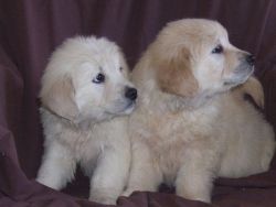 Beautiful Kc Reg Golden Retriever Puppies