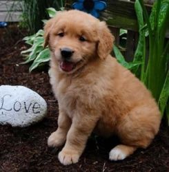 Adorable and cute Golden Retriever puppies