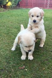 3 To Reserve White Golden Retriever Puppies