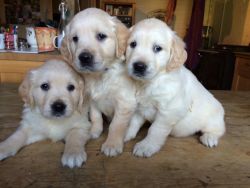 Stunning AKC Registered Golden Retriever Puppies