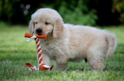 Healthy Male and Female Golden Retriever Puppies