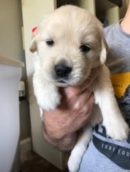 Golden Retriever puppies available!
