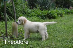 The Best Golden Retriever Puppies Ever! 3 avail 10/3/18