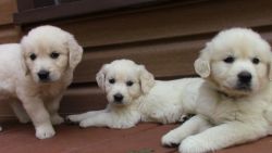 English Cream Retriever puppies for sale