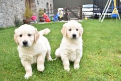 Intelligent Golden Retriever Puppies For Adoption