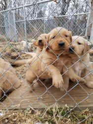 AKC Golden retriever pups