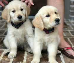 Beautiful Golden Retriever Puppies Available