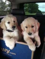 AKC Golden Retriever Puppies For Sale. Text (xxx) xxx-xxx7
