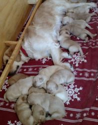 AKC Golden Retriever Puppies--Upcoming Litter