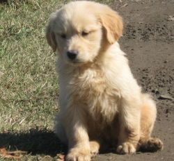 Beautiful Golden retriever Puppies For Sale text (xxx) xxx-xxx2