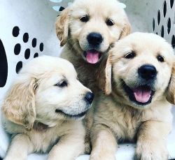 AKC Golden retriever Puppies