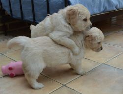 Well trained golden retriever puppies