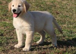 Healthy Golden Retriever puppies available