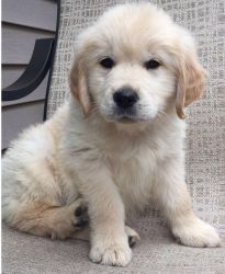 Beautiful Akc Registered Golden Retriever Puppy