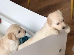 Golden Retriever pups boys and girls