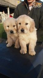 beautiful-pure-bred-golden-retriever-puppies