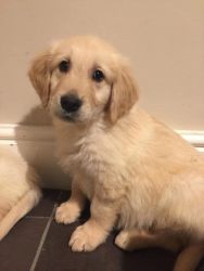 Golden retrievers pups looking for new forever homes
