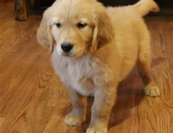 Golden Retriever Puppies for rehoming