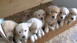 Pure Golden Retriever puppies male and female