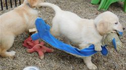 Quality Golden Retriever Puppies For Sale