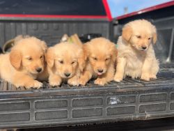 Purbred Golden Retriever puppies For sale