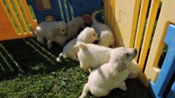 (xxxxxxxxxxx@xxxx.xxx) Adorable AKC Golden Retriever puppies