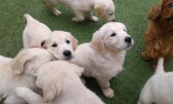 Cute Golden Retriever puppies. Call or text +1(4xx) xx2-5xx9