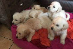 Adorable AKC Golden Retriever puppies. Call or text +1(2xx) xx5-7xx9